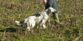 Setter Anglais TARTALKY'S QUFFA Setter Anglais TARTALKY'S QUFFA